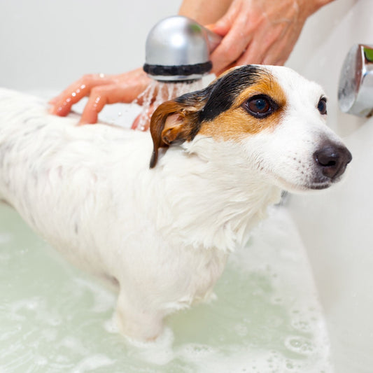 Probiotic Pet Shampoo Keeps Your Dog's Coats Healthier - Case Study