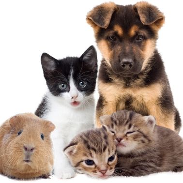 A Vet's Recommendation of Provilan Probiotic Animal Care Products