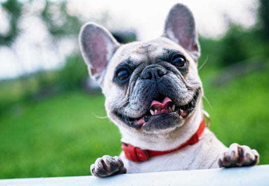 Have You Tried Probiotics ('Good' Bacteria) for Dog Skin Allergies?