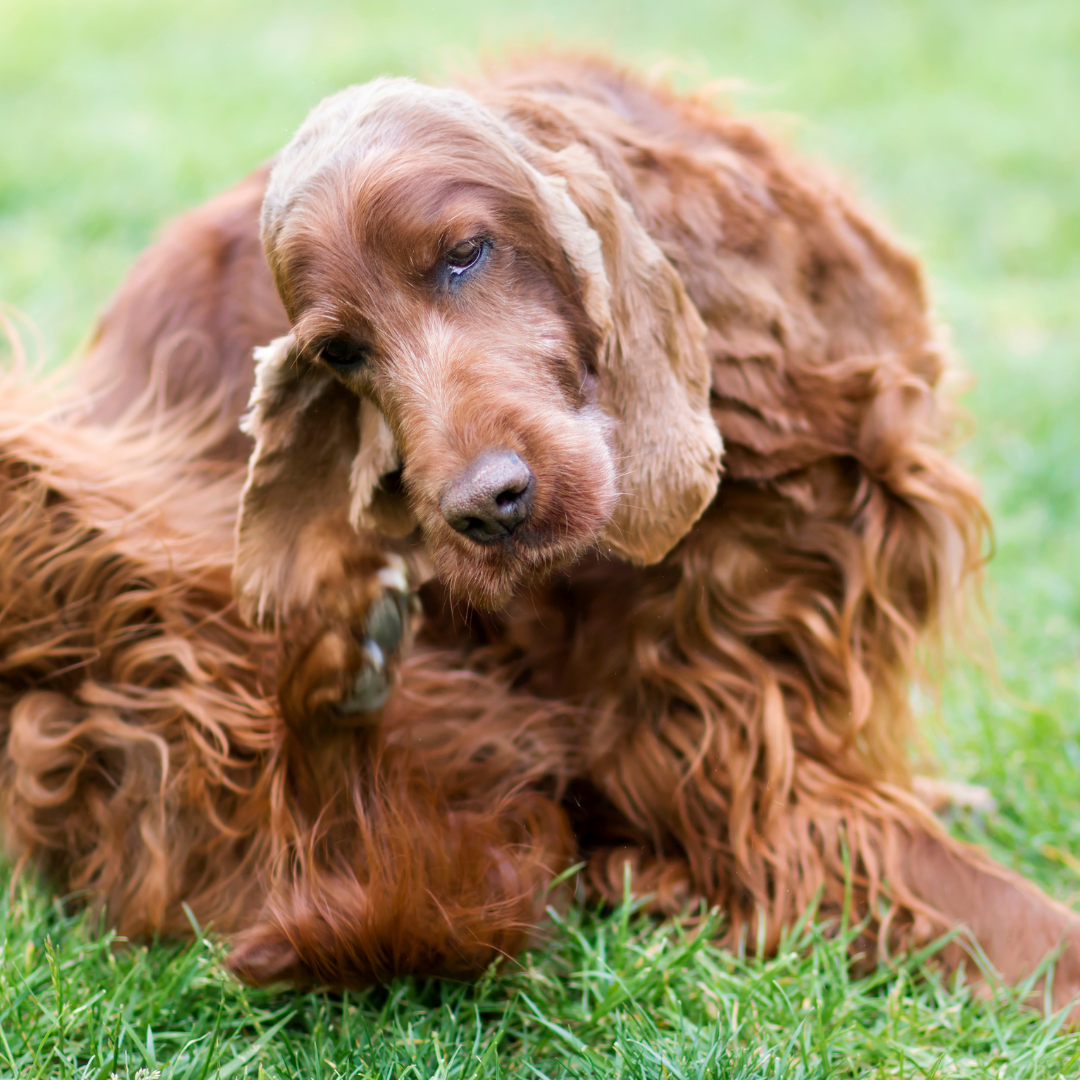 Probiotics for Dog Skin Allergies - the Itchy Dog Relief 4-Step Plan