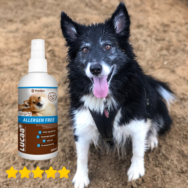 Itchy Dog Spray - A Probiotic Pet Allergen-Free Case Study