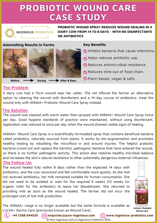 Probiotic Spray Promotes Healthy Healing of Dairy Cow Udder Wound