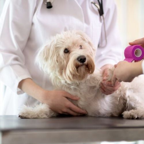 LUCAA+ Probiotic Pet Wound Care Reduces MRSA by 99%