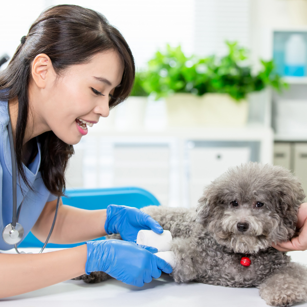 Wound (Dermo) Care Spray Helps Poodle Recover with Fewer Antibiotics