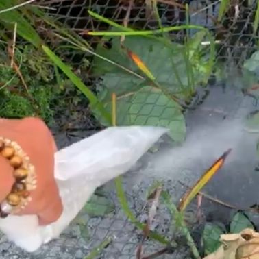 Probiotic, Natural Cleaning for Aquatic Environments