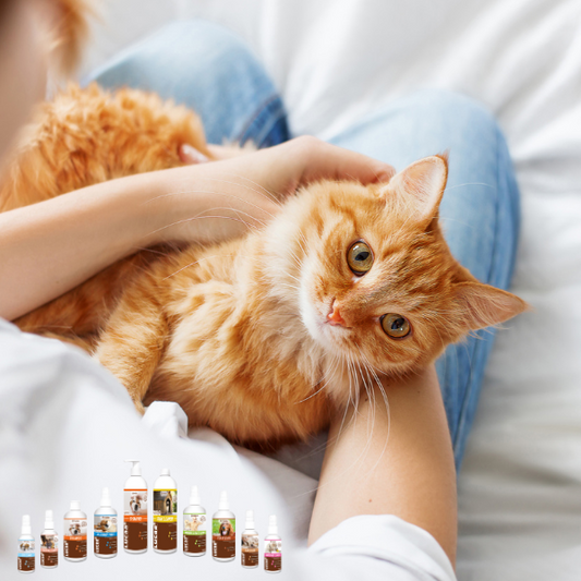 Probiotics for Cats - How Topical Probiotics Benefit Cats