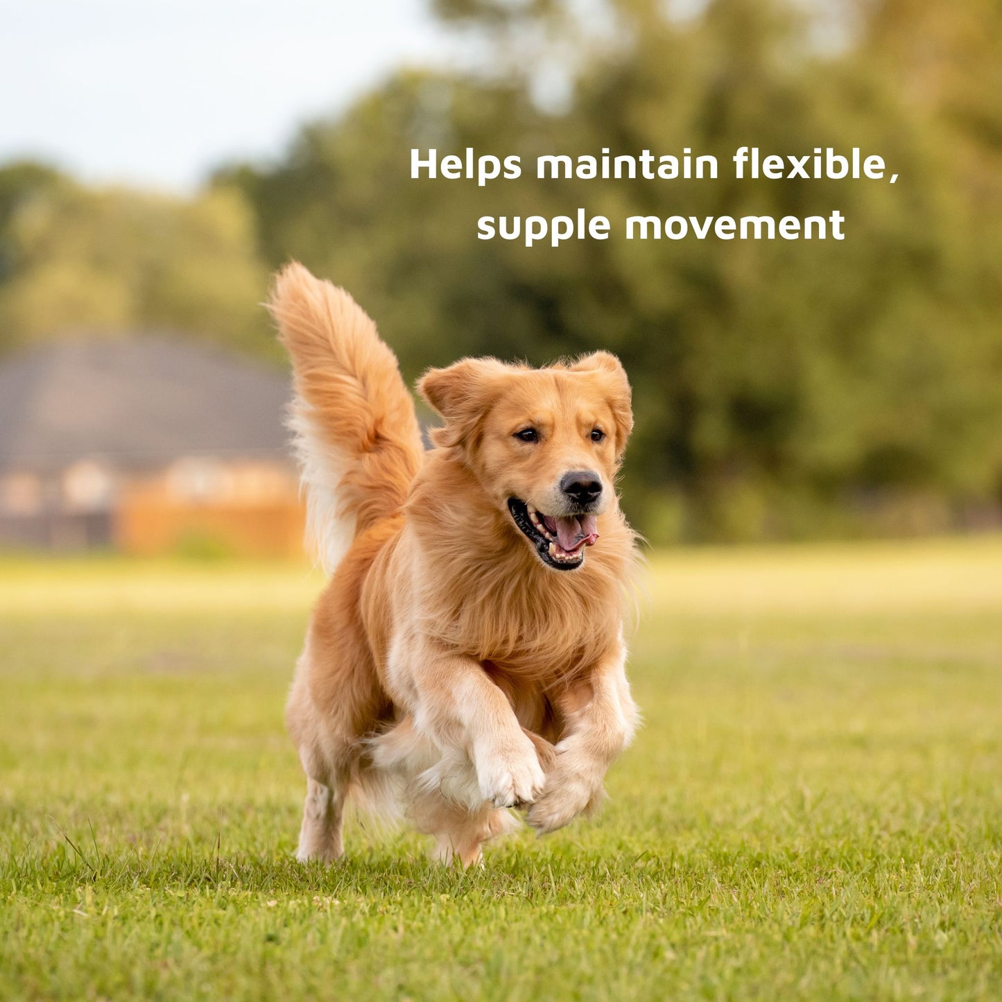 Natural Pet Mobility Support