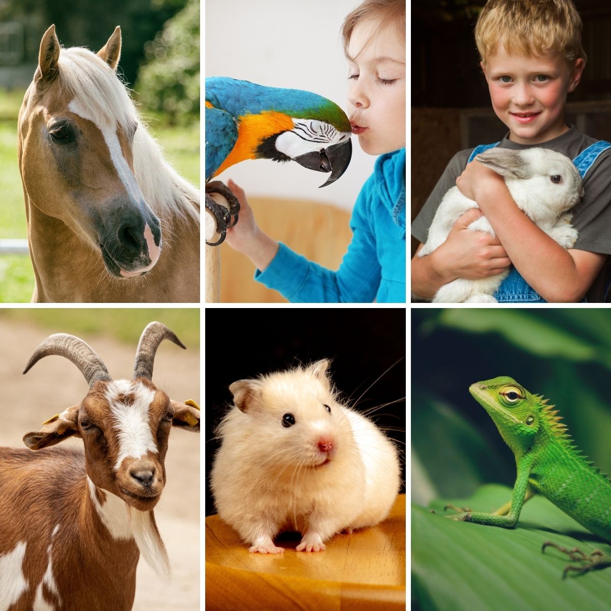best_probiotics_for_animals