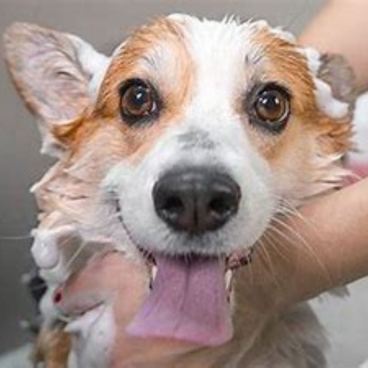 natural probiotics for pets