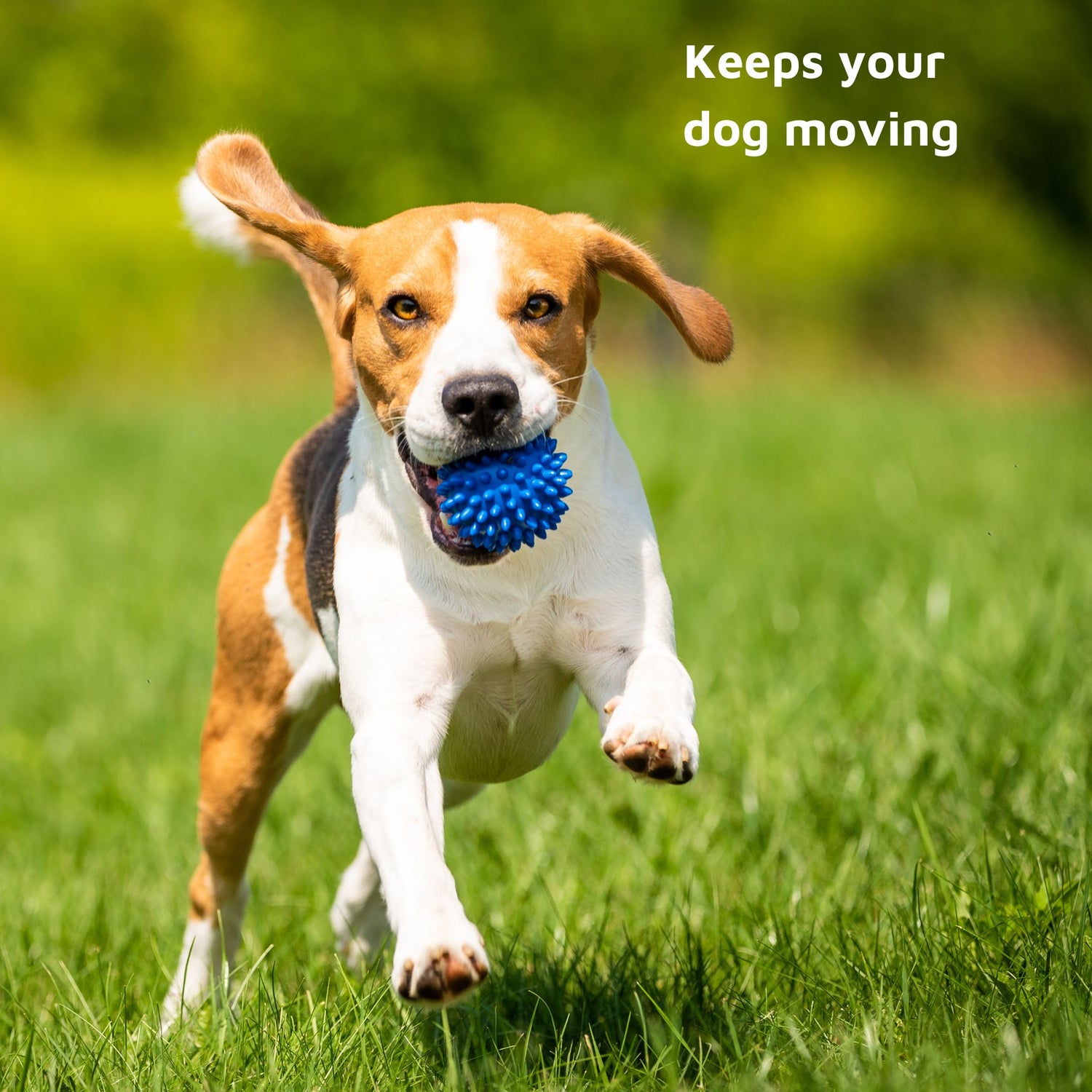 how to help dog with arthritis