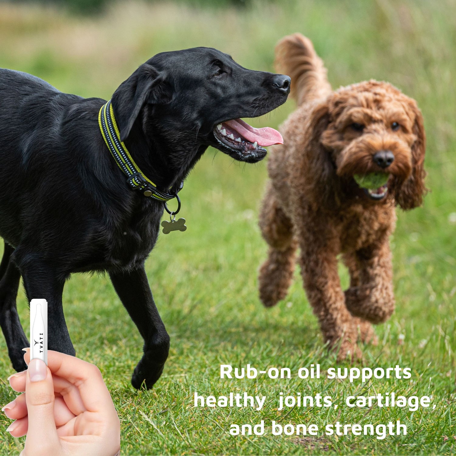 natural pain management for dogs