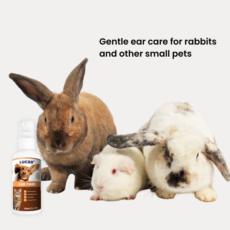 Rabbits and guinea pig beside LUCAA+ Probiotic Ear Care ear cleaner spray for rabbit ear care and small pet ear hygiene