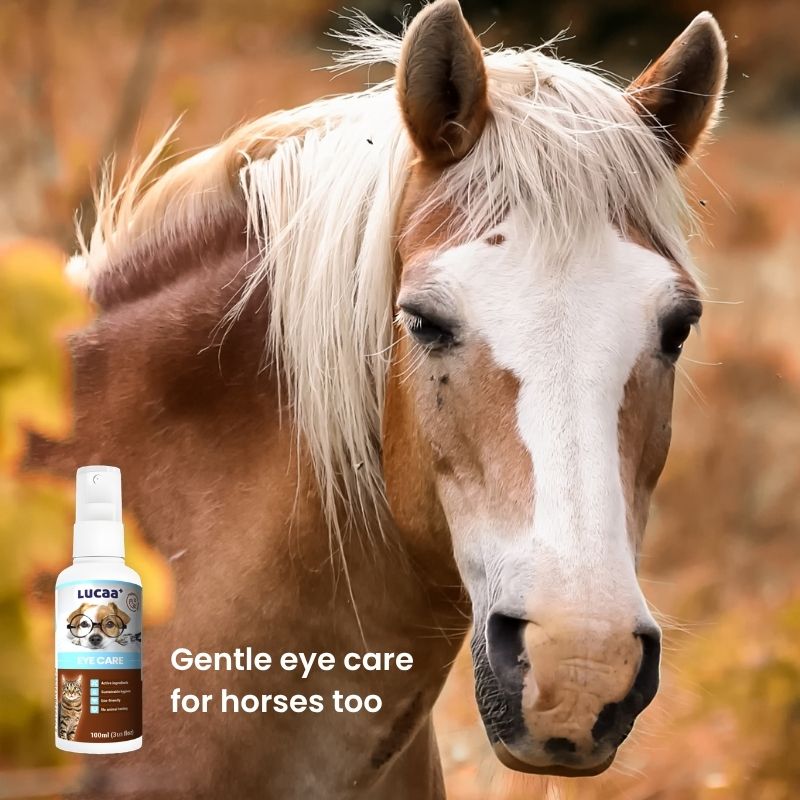 Horse beside LUCAA+ Probiotic Eye Care spray representing eye cleaner spray for horses with sensitive eyes