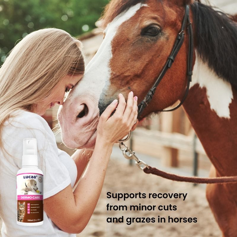 Horse beside LUCAA+ Probiotic Dermo Care spray representing gentle recovery support from minor cuts and grazes
