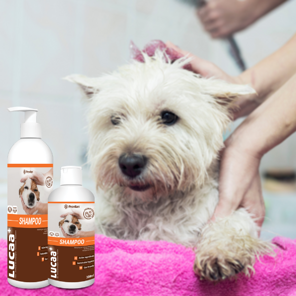 Don't Know What to do about Your Itchy Dog? Read This.... | Ingenious Probiotics