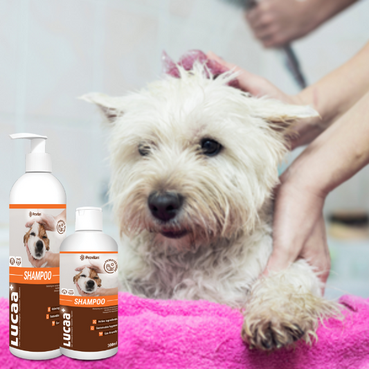 Don't Know What to do about Your Itchy Dog? Read This.... | Ingenious Probiotics