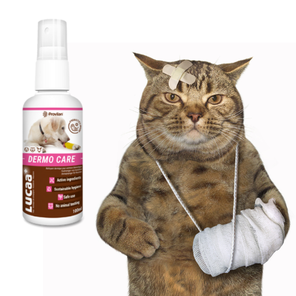 Probiotic Pet Wound Cleaner Case Studies - Dog and Cat Bites | Ingenious Probiotics