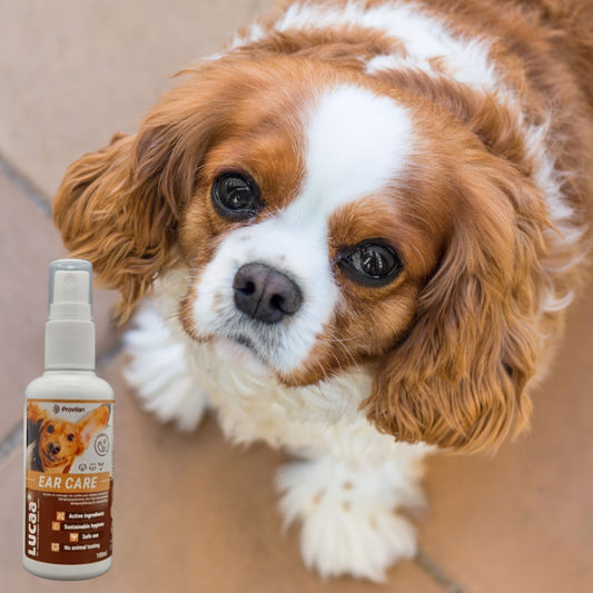 Natural Dog Ear Cleaner - How Probiotics Help to Prevent Ear Infections | Ingenious Probiotics