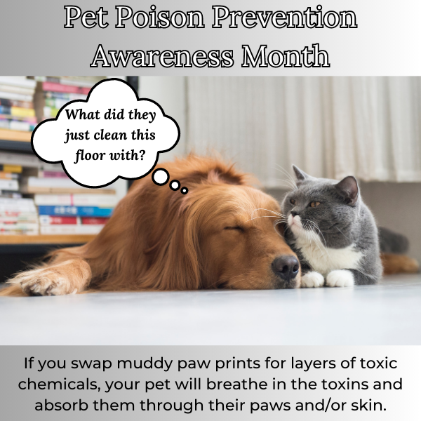 Are Your Chemical Cleaning Products Poisoning Your Pet? | Ingenious Probiotics