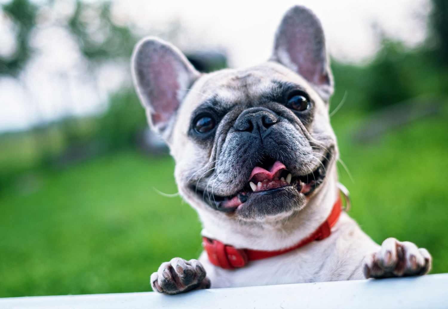 Have You Tried Probiotics ('Good' Bacteria) for Dog Skin Allergies? | Ingenious Probiotics