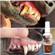 Pet Plaque Remover - How Probiotic Spray Improves Animal Dental Health