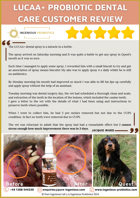 Dental Care Review - Quest's Miracle in a Bottle | Ingenious Probiotics