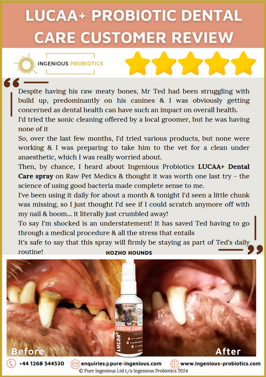 Dental Care Review - Mr. Ted's Plaque Build Up | Ingenious Probiotics