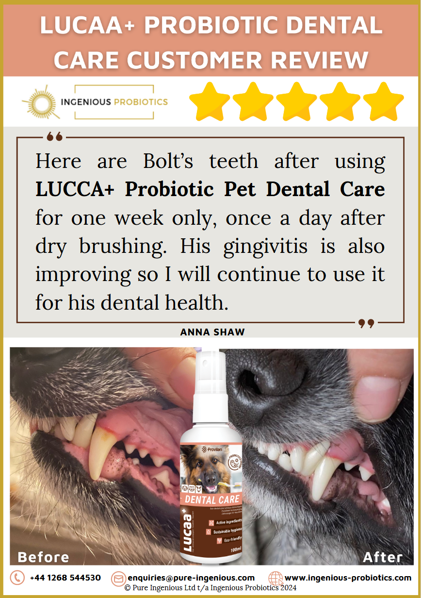 Dental Care Review - Improving Bolt's Gingivitis | Ingenious Probiotics