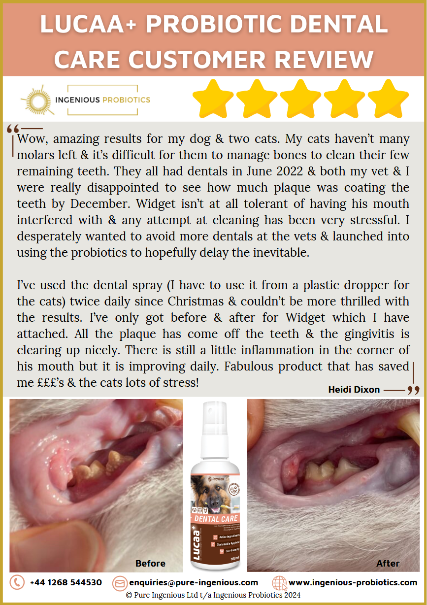 Dental Care Review for Cats - Plaque and Gingivitis | Ingenious Probiotics