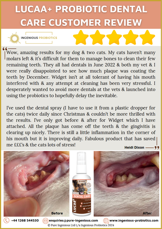 Dental Care Review for Cats - Plaque and Gingivitis | Ingenious Probiotics