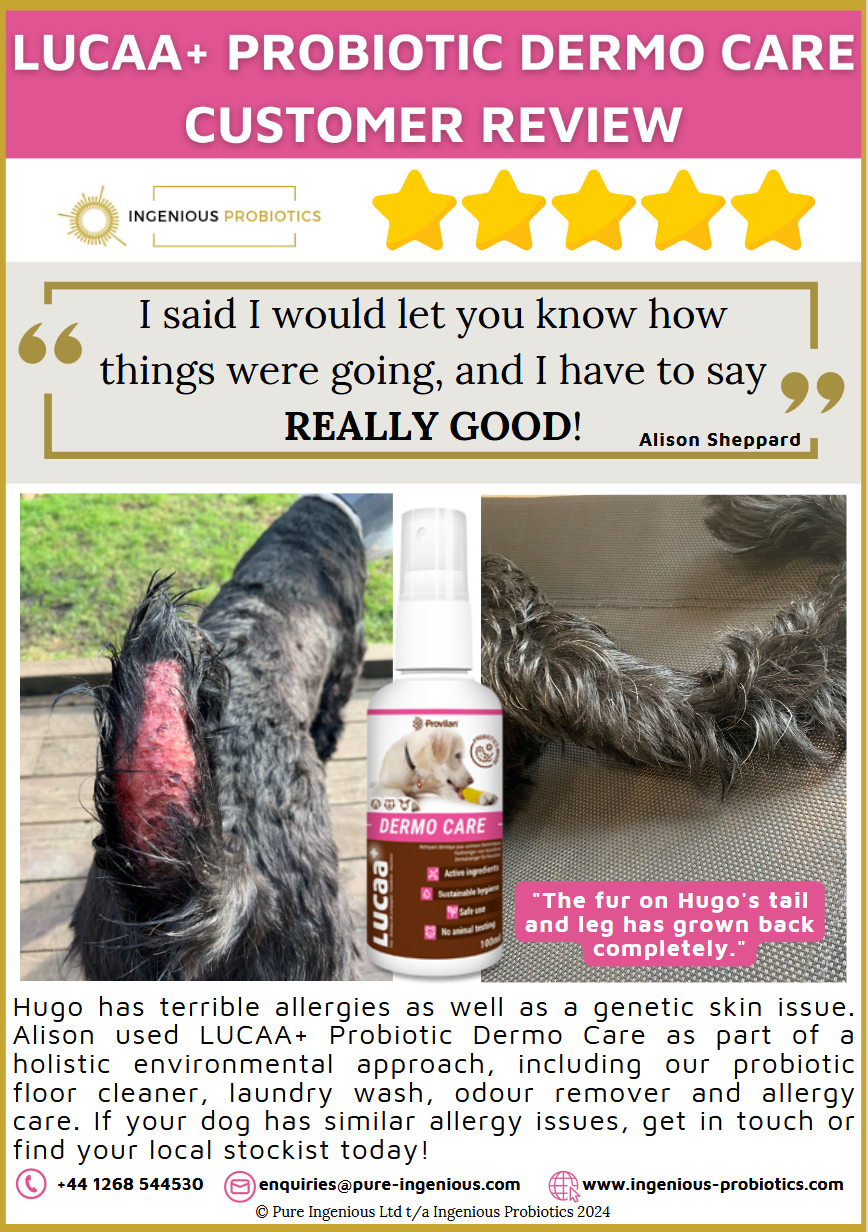 Dermo Care Review - Hugo's Fur Loss | Ingenious Probiotics