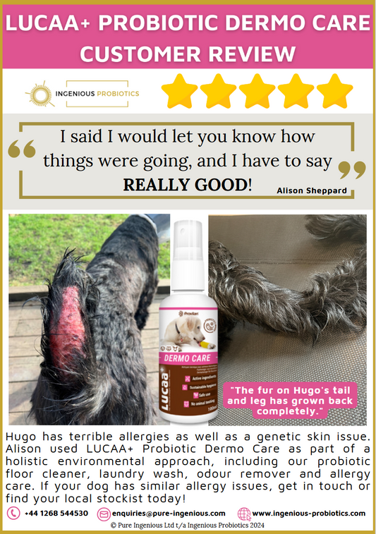 Dermo Care Review - Hugo's Fur Loss | Ingenious Probiotics