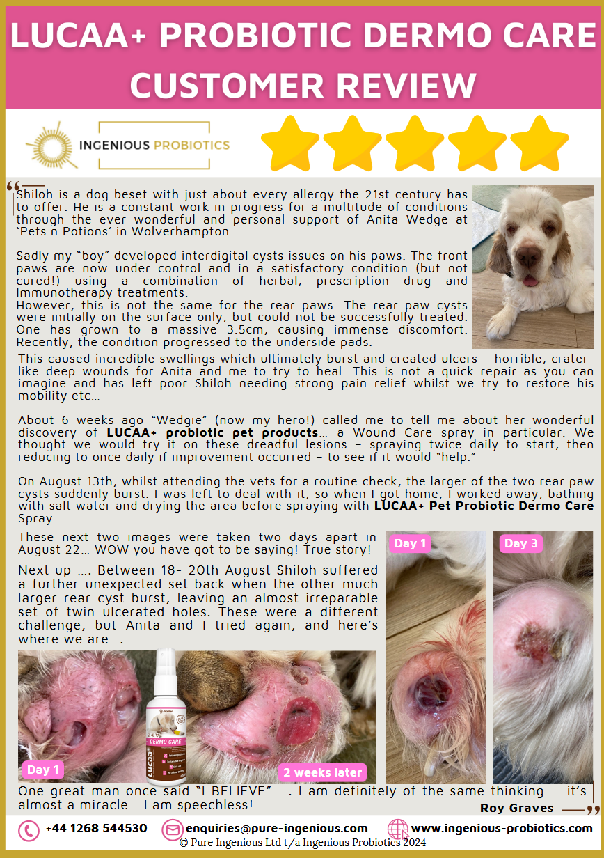 Dermo Review - Shiloh's Sore Interdigital Cysts | Ingenious Probiotics