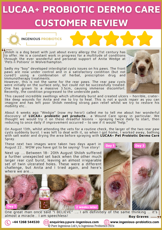 Dermo Review - Shiloh's Sore Interdigital Cysts | Ingenious Probiotics