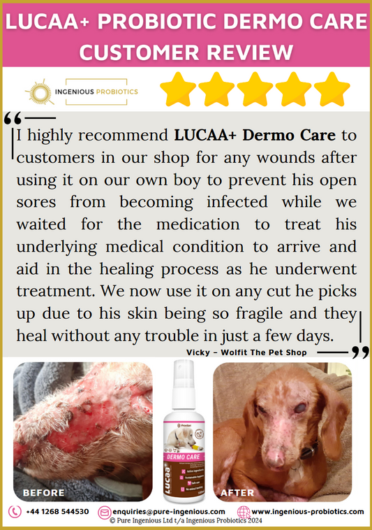Dermo Care Review - Dog with Fragile Skin | Ingenious Probiotics