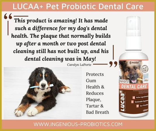 Dental Care - Dental Health and Teeth Cleaning | Ingenious Probiotics