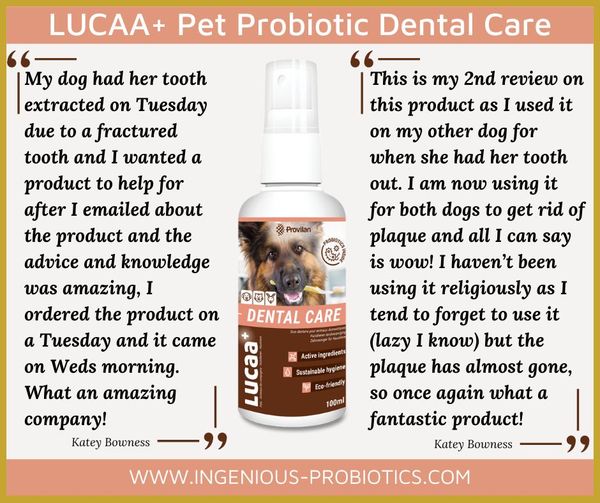 LUCAA+ Dental Care Spray - Plaque Removal | Ingenious Probiotics