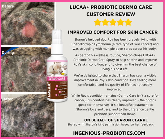 natural skin support for pets 