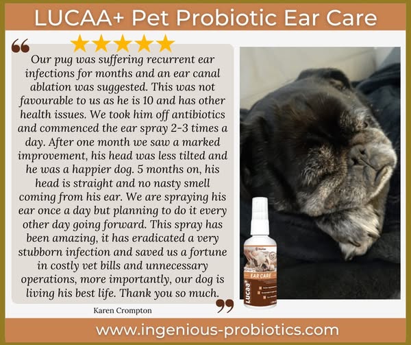 LUCAA+ Ear Care Spray - Helping to Prevent Surgery | Ingenious Probiotics