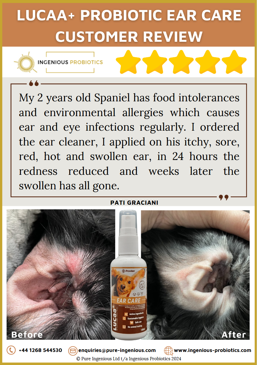 Ear Care Review - Spaniel with Environmental Allergies | Ingenious Probiotics