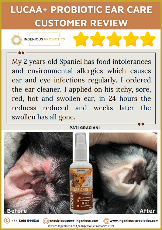 Ear Care Review - Spaniel with Environmental Allergies | Ingenious Probiotics