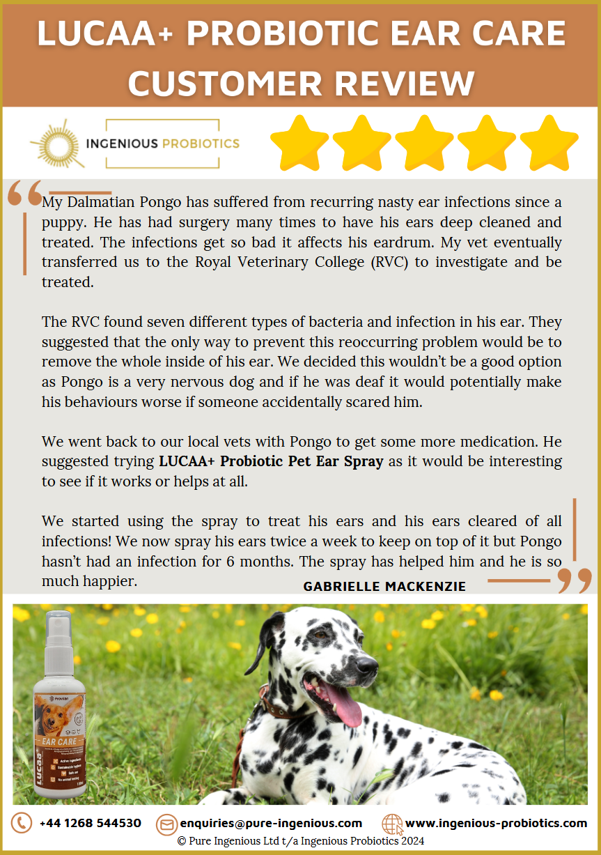 Ear Care Review - Pongo's Recurrent Ear Infections | Ingenious Probiotics