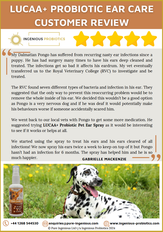 Ear Care Review - Pongo's Recurrent Ear Infections | Ingenious Probiotics