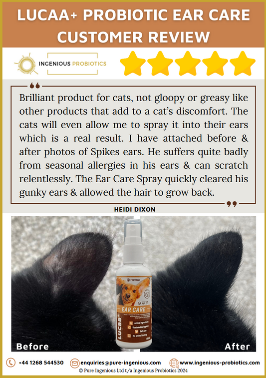 Ear Care Review for Cats - Spike's Seasonal Allergies | Ingenious Probiotics