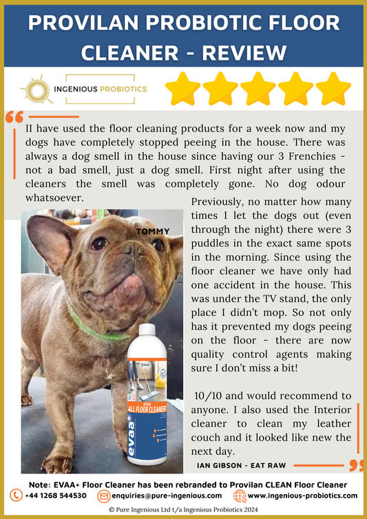 Probiotic Floor Cleaner – Stopped Frenchies Peeing Indoors | Ingenious Probiotics