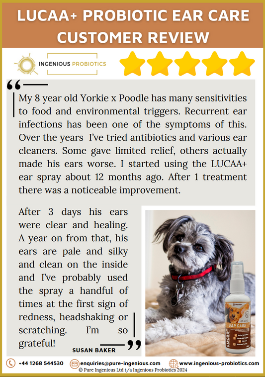 Ear Care Review - Yorkie x Poodle | Ingenious Probiotics