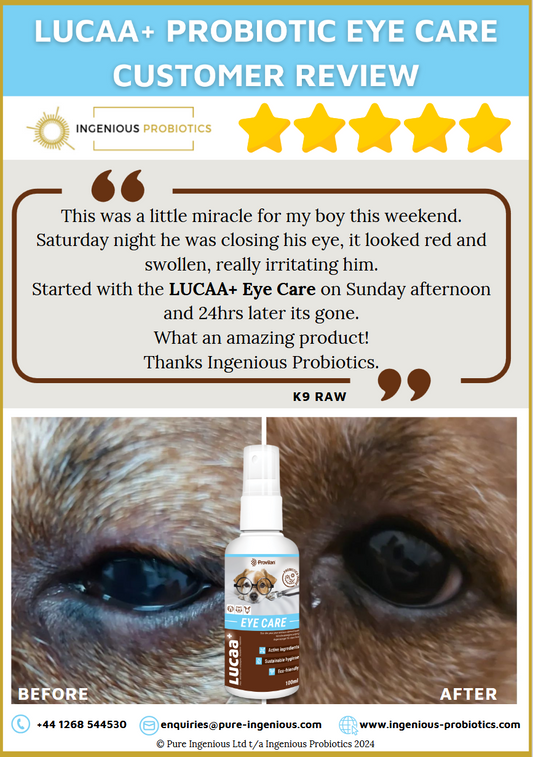 Eye Care Review - Red and Swollen Eyes | Ingenious Probiotics