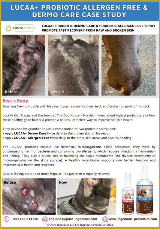 Probiotic Pet Sprays Restore Bear’s Uncomfortable Raw, Broken Skin | Ingenious Probiotics