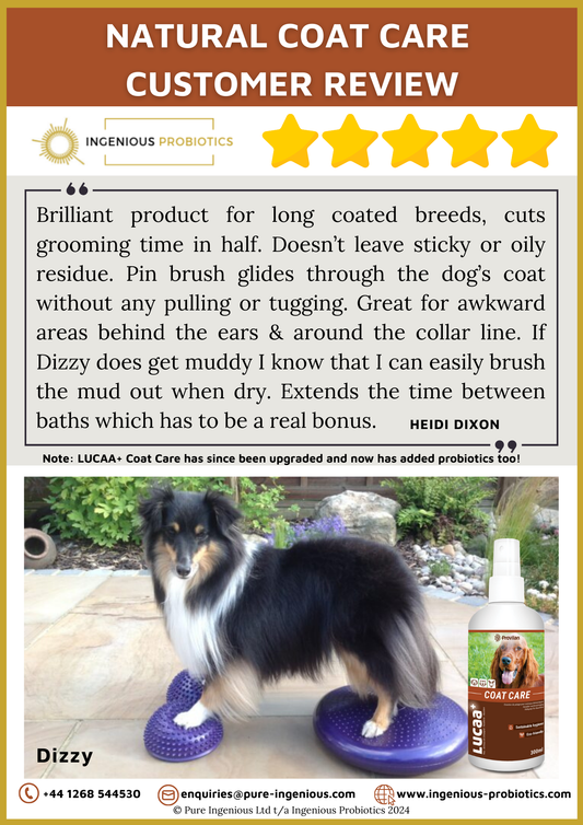 Natural Coat Care Review - Dizzy's Long Coat | Ingenious Probiotics