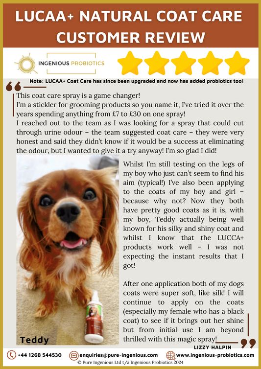 Natural Coat Care Review - Teddy's Shiny Coat | Ingenious Probiotics